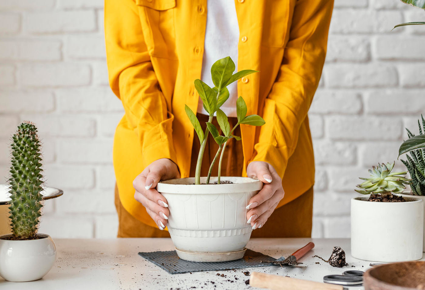 5 Fun Ways to Use Plants in Your Home Decor